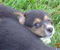 Pembroke Welsh Corgi